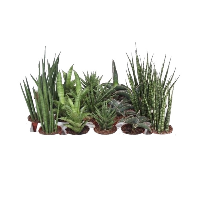 Okrasné pokojové rostliny - Tenura, tchýnin jazyk MIX květináč 6cm