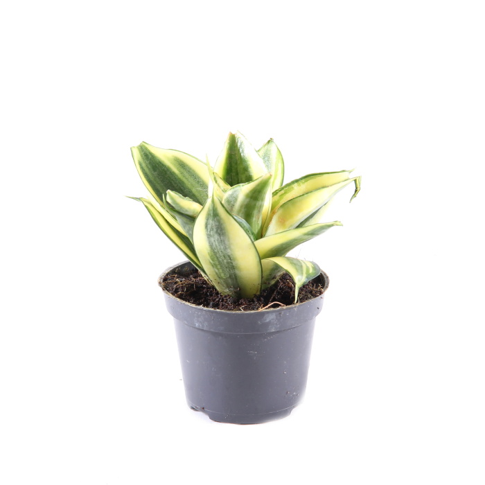 Tenura, tchýnin jazyk MIX květináč 6cm-0