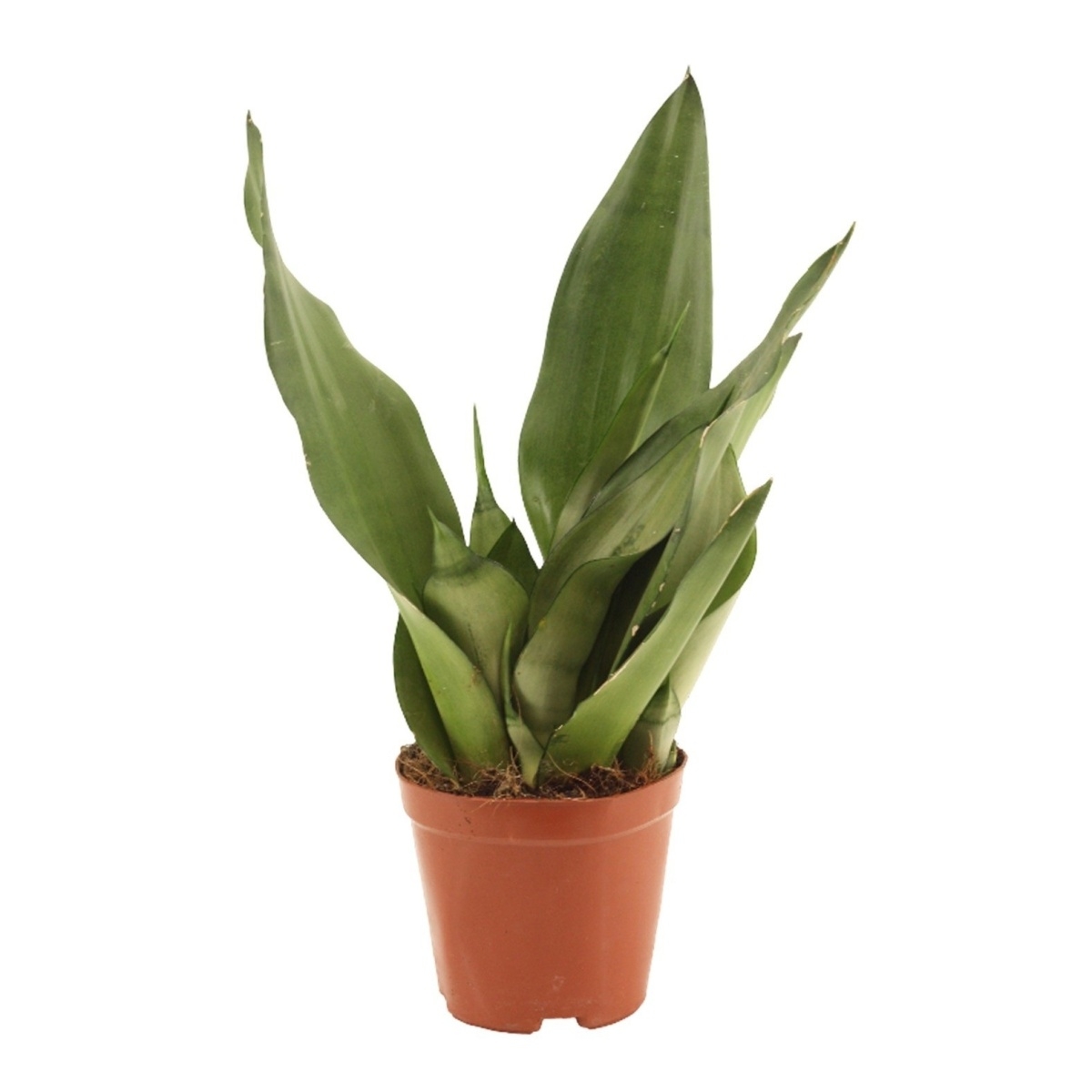 Okrasné pokojové rostliny - Tenura, tchýnin jazyk Moonshine květináč 12cm