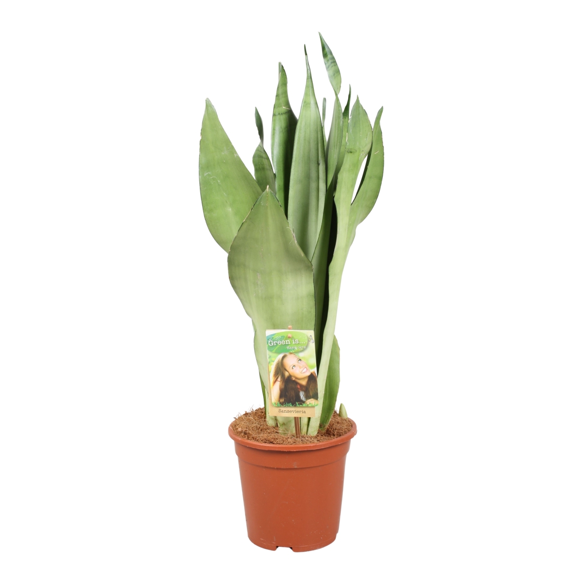 Okrasné pokojové rostliny - Tenura, tchýnin jazyk Moonshine květináč 17cm