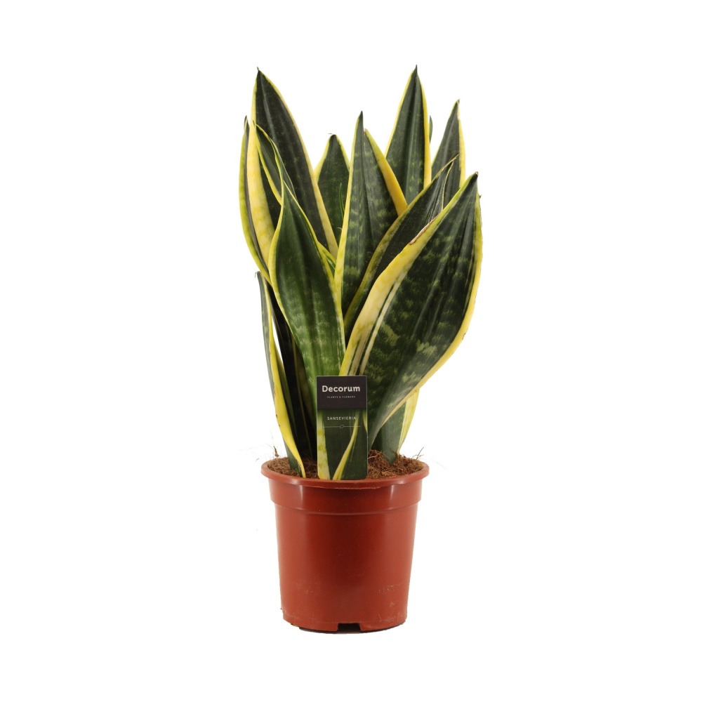 Okrasné pokojové rostliny - Tenura, tchýnin jazyk Night Shade květináč 14cm