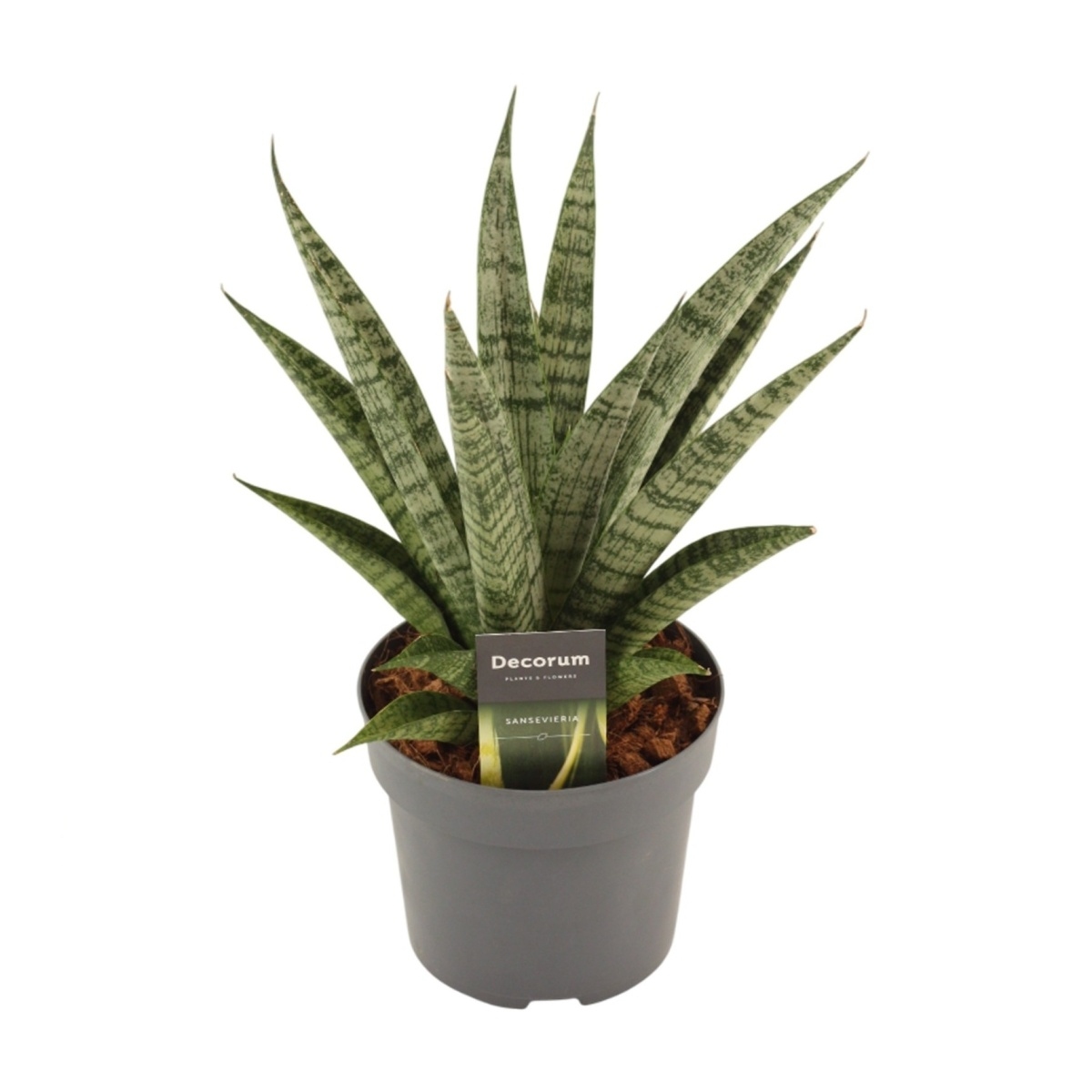 Okrasné pokojové rostliny - Tenura, tchýnin jazyk Pattaya Crown květináč 12cm