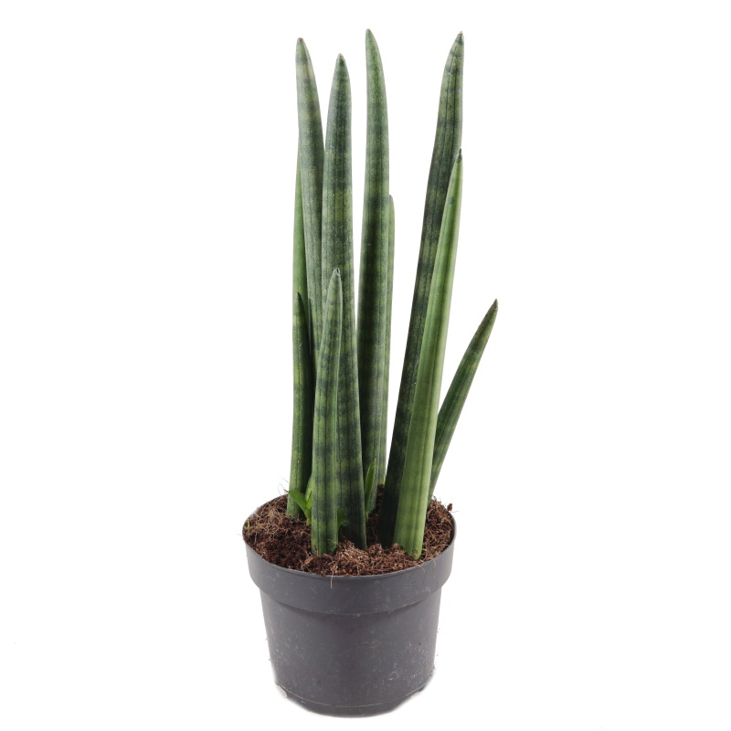 Okrasné pokojové rostliny - Tenura, tchýnin jazyk 'Rocket' květináč 12cm