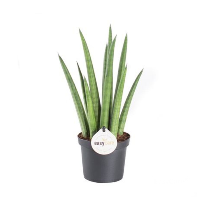 Okrasné pokojové rostliny - Tenura, tchýnin jazyk Rocket květináč 9cm