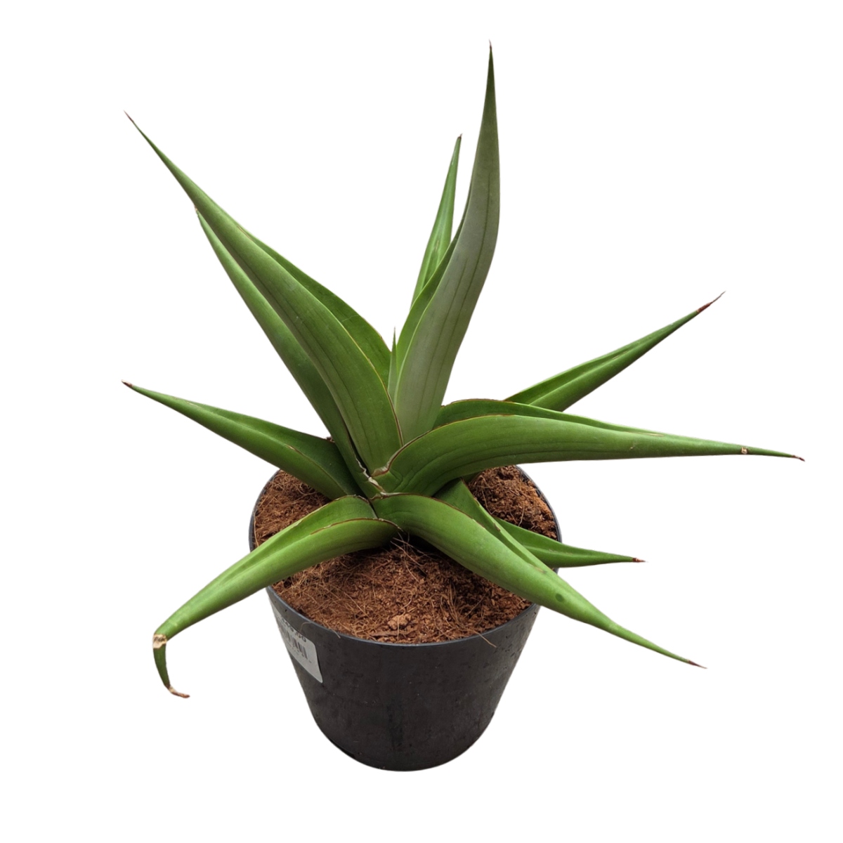 Okrasné pokojové rostliny - Tenura, tchýnin jazyk Silver Syreni květináč 12cm