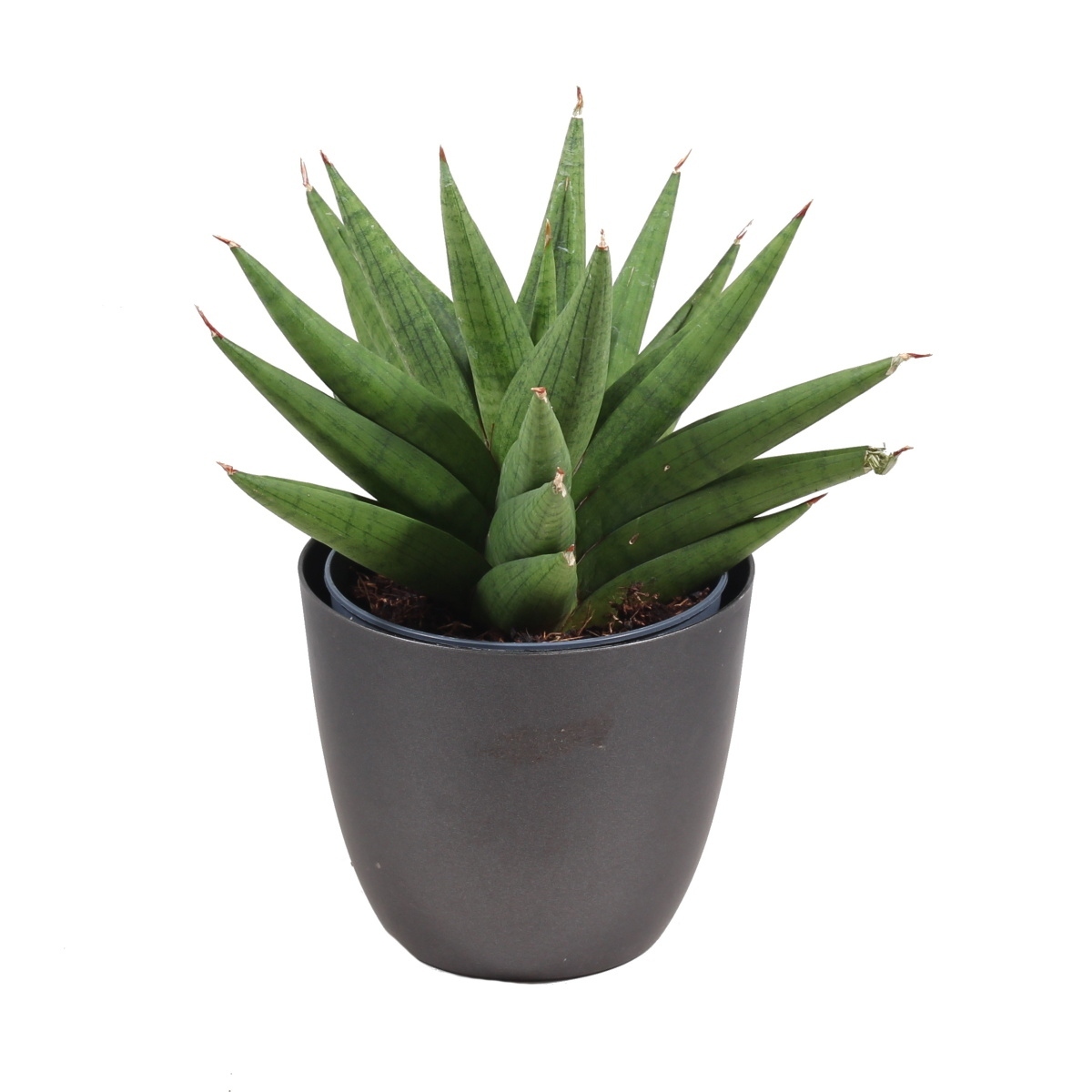 Okrasné pokojové rostliny - Tenura, tchýnin jazyk Snow Lotus Crown květináč 12cm