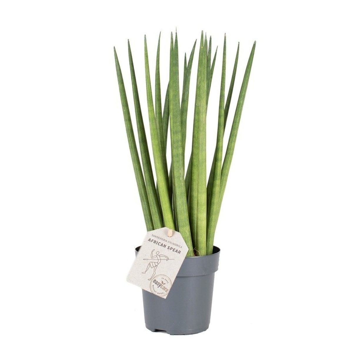 Okrasné pokojové rostliny - Tenura, tchýnin jazyk Spaghetti květináč 12cm