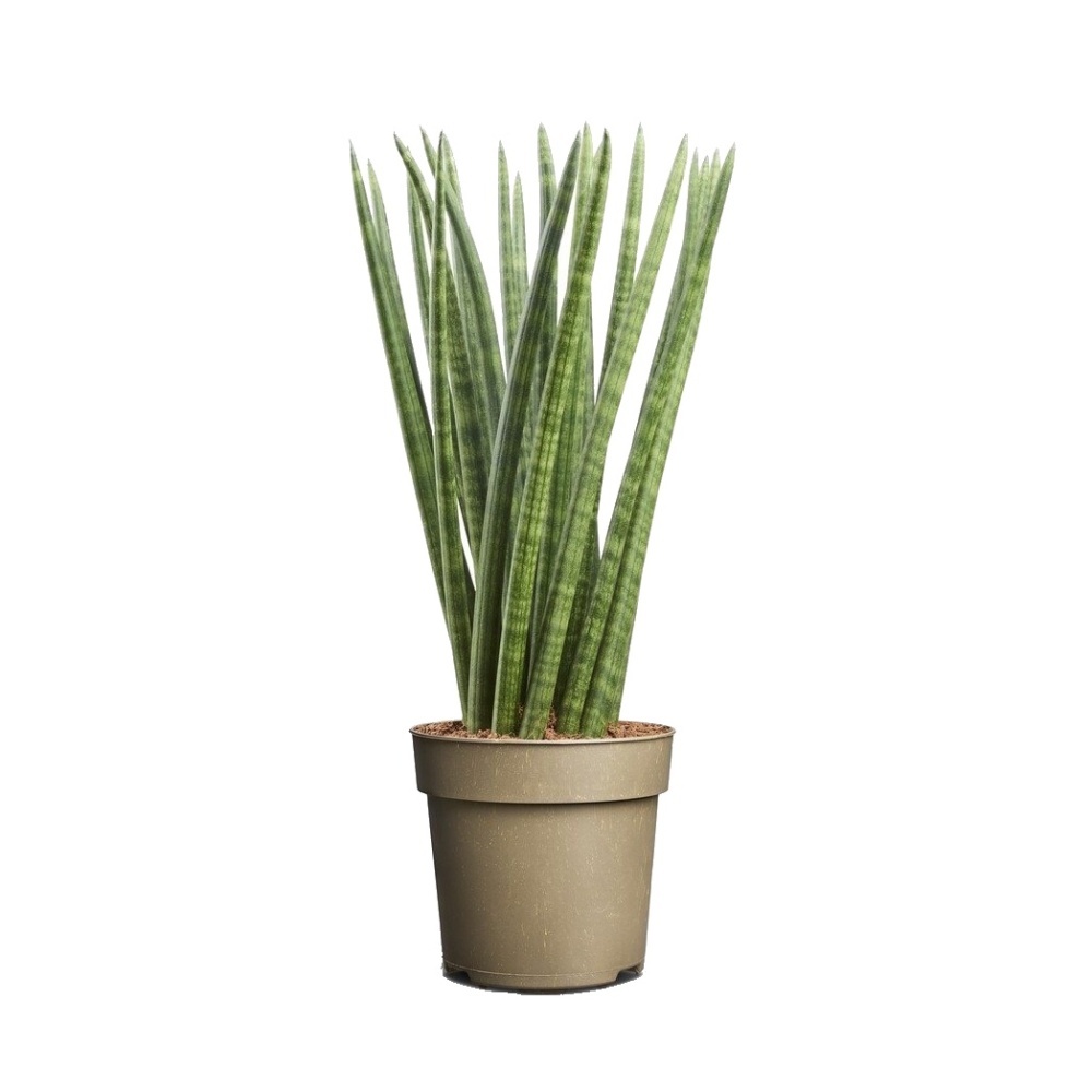 Okrasné pokojové rostliny - Tenura, tchýnin jazyk Spaghetti květináč 14cm