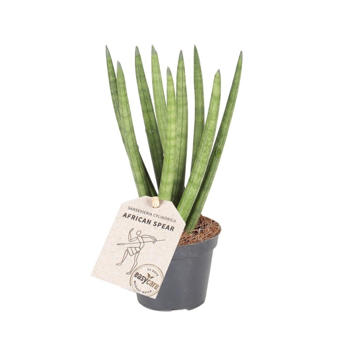 Okrasné pokojové rostliny - Tenura, tchýnin jazyk Spaghetti květináč 6cm