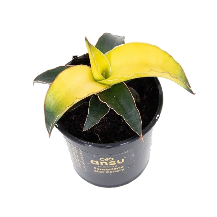 Okrasné pokojové rostliny - Tenura, tchýnin jazyk 'Star Canary' květináč 9cm