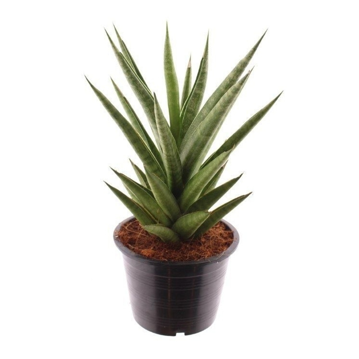 Okrasné pokojové rostliny - Tenura, tchýnin jazyk Starshooter květináč 12cm