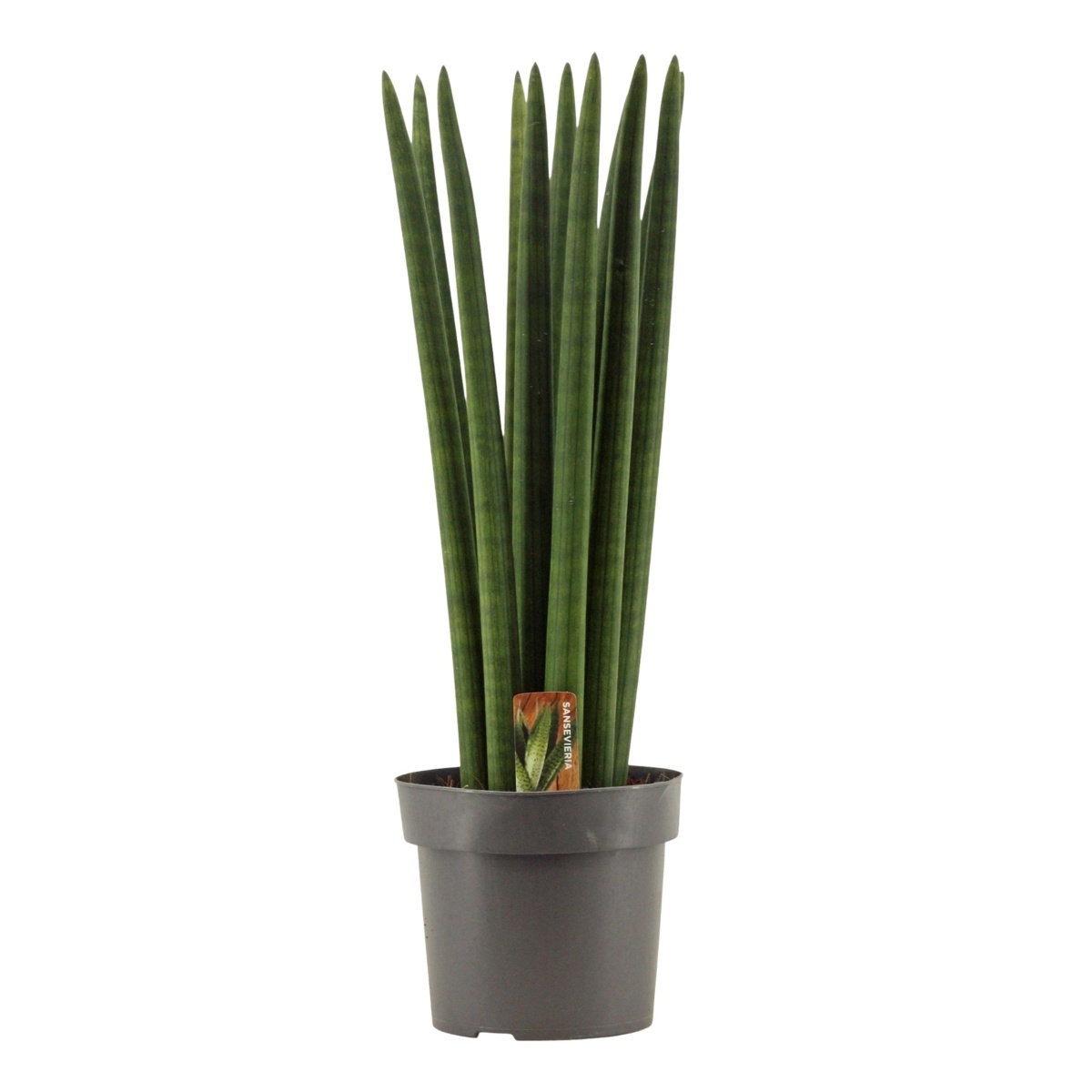 Okrasné pokojové rostliny - Tenura, tchýnin jazyk Straight květináč 17cm