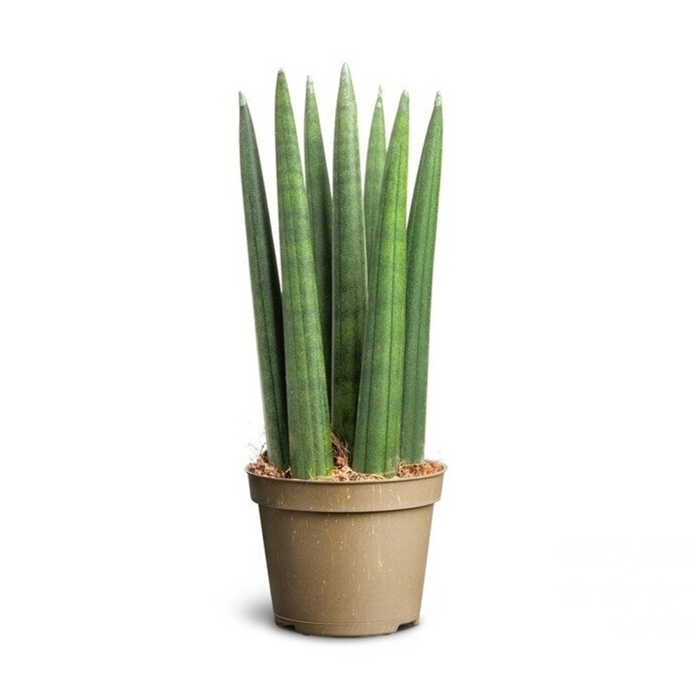 Okrasné pokojové rostliny - Tenura, tchýnin jazyk Straight květináč 6cm