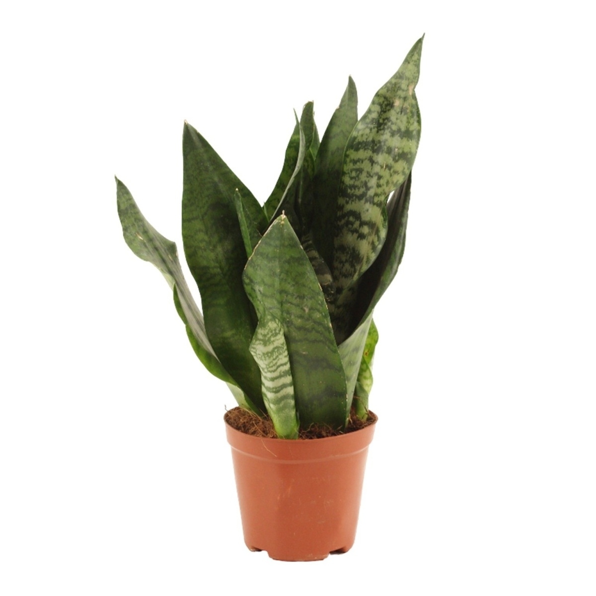 Okrasné pokojové rostliny - Tenura, tchýnin jazyk Super Green květináč 12cm