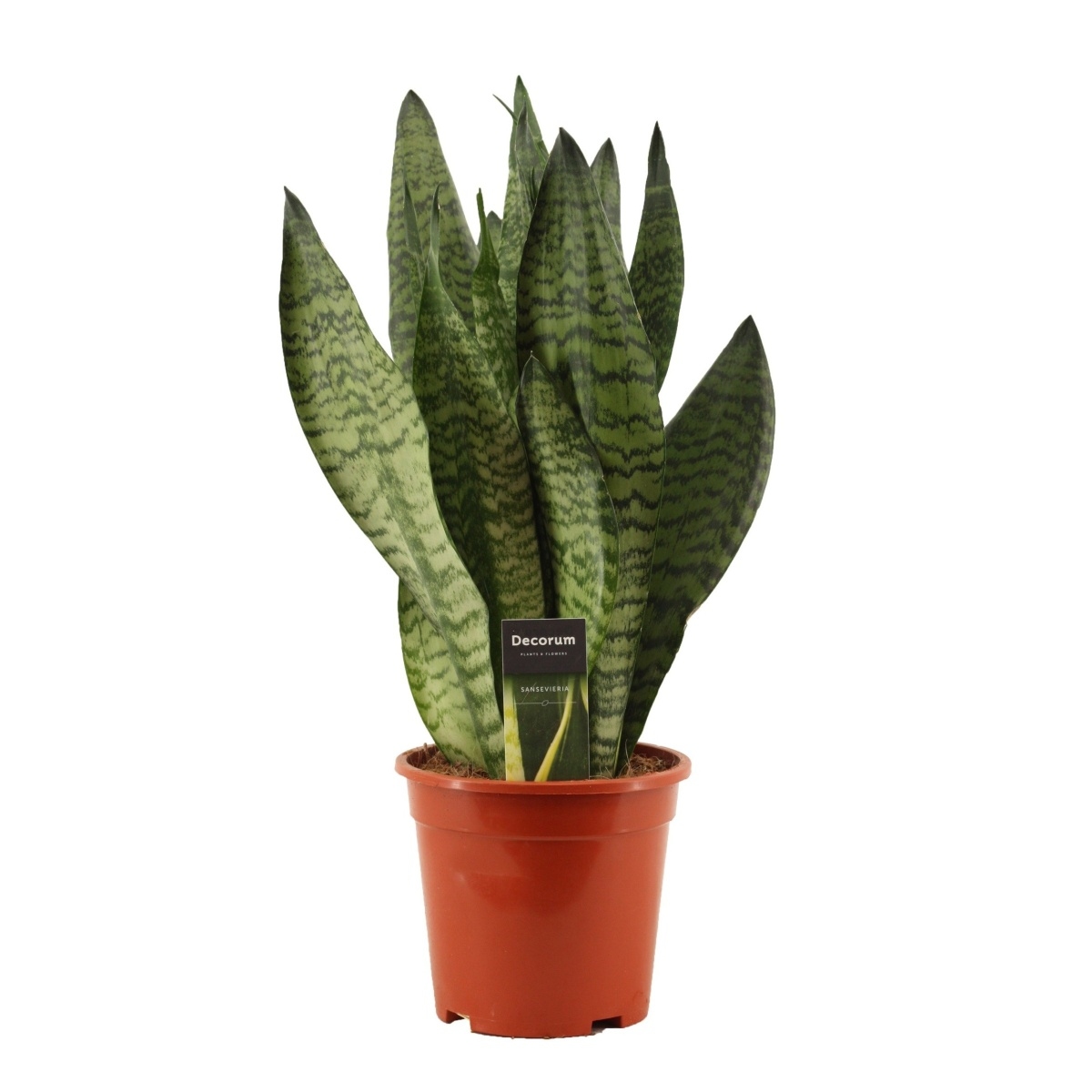 Okrasné pokojové rostliny - Tenura, tchýnin jazyk Super Green květináč 17cm