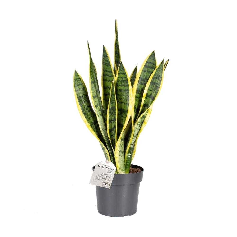 Okrasné pokojové rostliny - Tenura, tchýnin jazyk Superba květináč 14cm