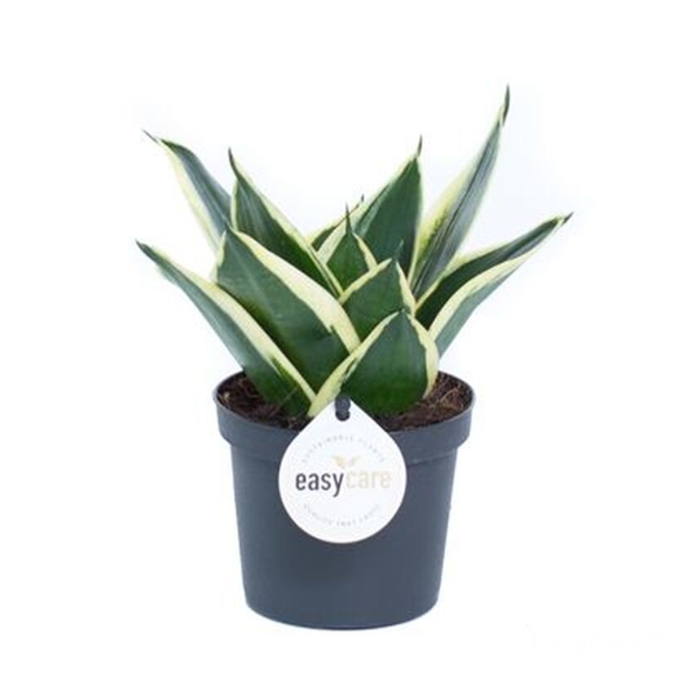 Okrasné pokojové rostliny - Tenuta, tchýnin jazyk Jade Pagoda květináč 9cm
