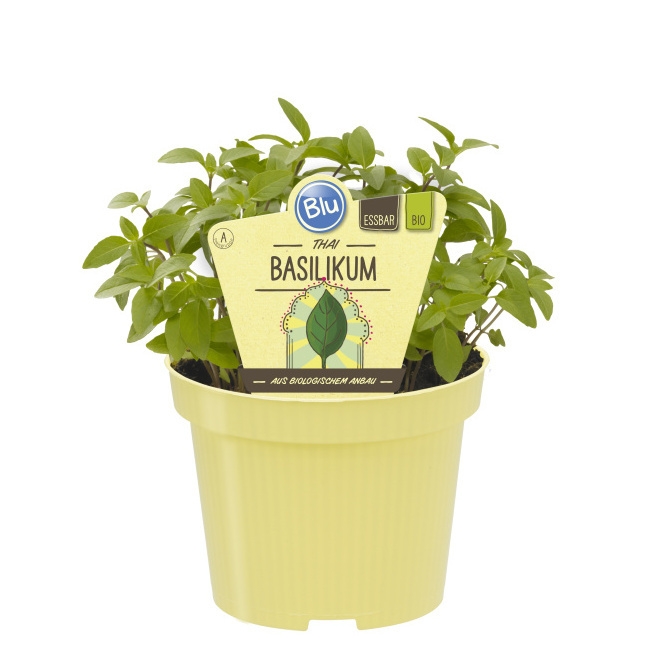 Bylinky - Thajská bazalka BIO květináč 12cm