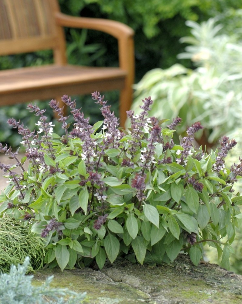 Thajská bazalka BIO květináč 12cm-1