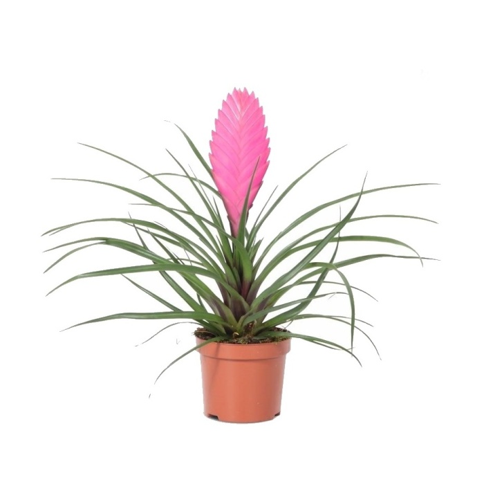 Kvetoucí pokojové rostliny - Tilandsie , kykatka 'Anita' květináč 9cm