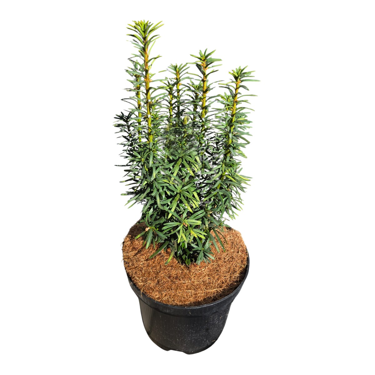 Zakrsle rostoucí jehličnany - Tis červený David květináč 2,5 litru, výška 25/30cm, sloupovitý