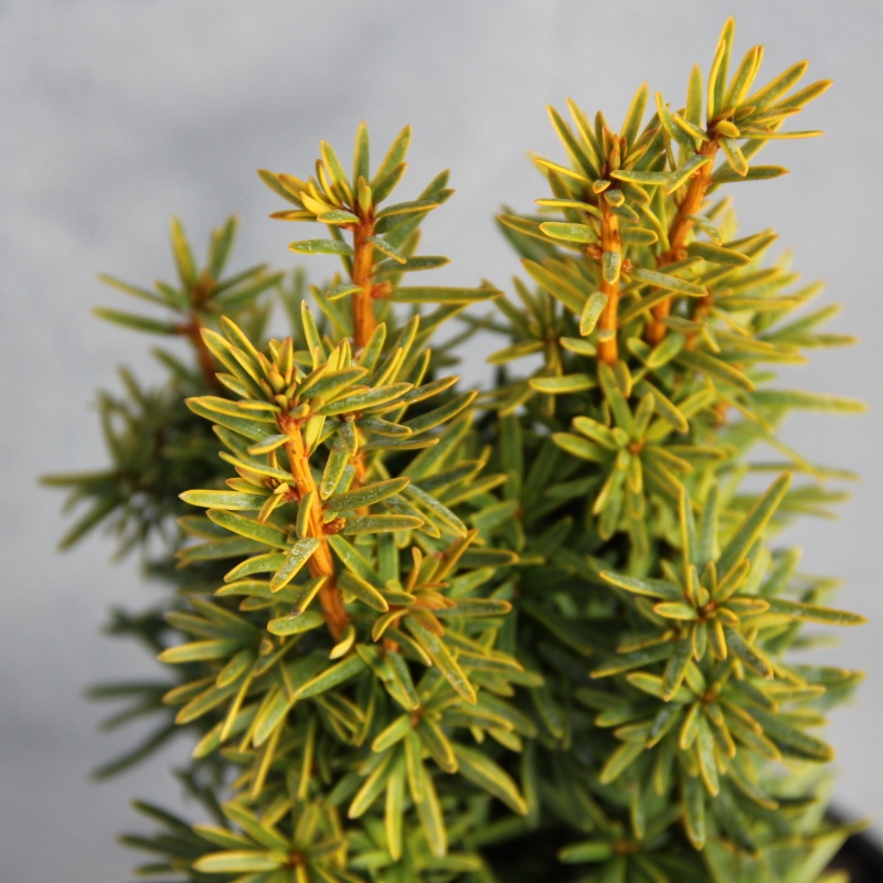 Zakrsle rostoucí jehličnany - Tis červený David květináč 2 litry, výška 20/30cm, sloupovitý