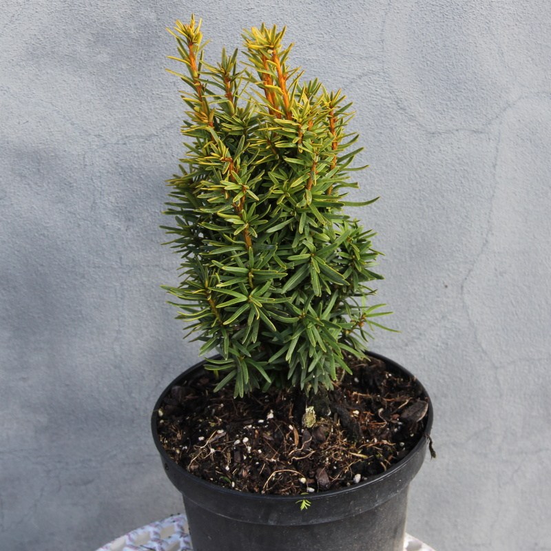 Tis červený David květináč 2 litry, výška 20/30cm, sloupovitý-0