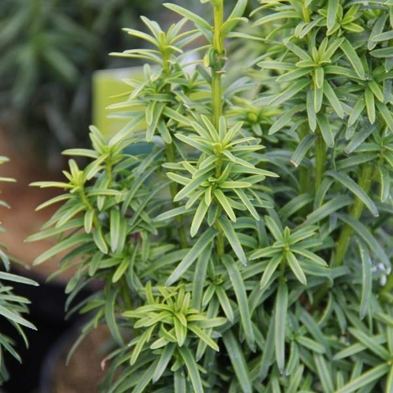 Zakrsle rostoucí jehličnany - Tis červený David výška 125/150cm, květináč 35 litrů