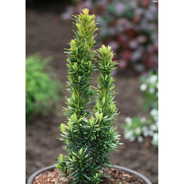 Tis červený 'David' výška 40/50cm, 3 litry-0