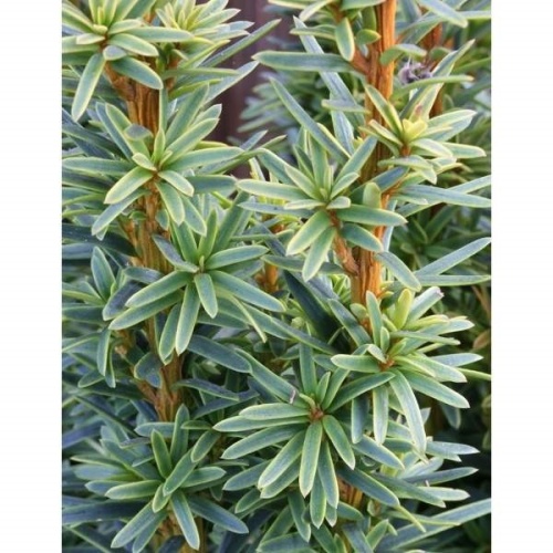 Vzrůstné jehličnany - Tis červený David výška 80/100cm, 15 litrů