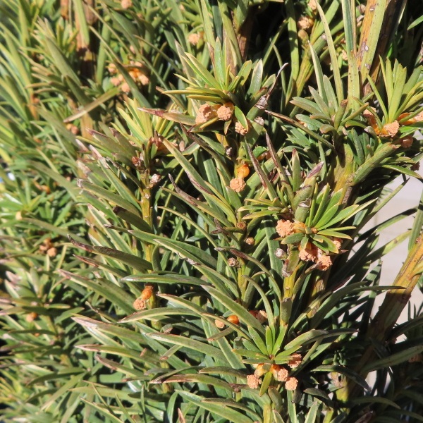 Vzrůstné jehličnany - Tis červený 'Fastigiata Aurea' květináč 15 litrů, výška 80/100cm, sloupovitý