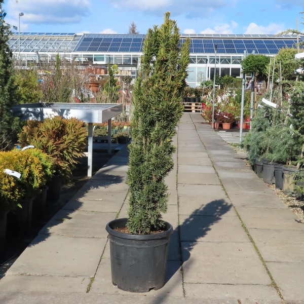 Tis červený 'Fastigiata Aurea' květináč 15 litrů, výška 80/100cm, sloupovitý-0