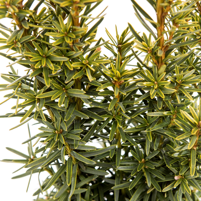 Tis červený Fastigiata Aurea výška 100/125cm, květináč 45 litrů-0