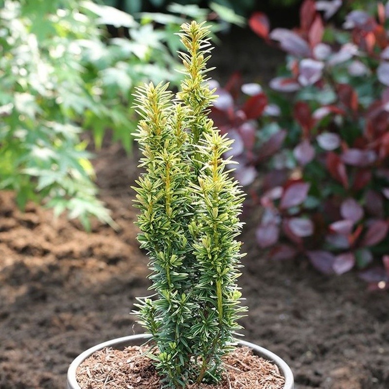 Zakrsle rostoucí jehličnany - Tis červený Fastigiata Aureomarginata výška 125/150cm