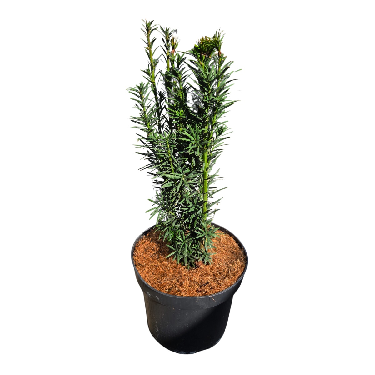 Zakrsle rostoucí jehličnany - Tis červený 'Fastigiata Robusta' květináč 2 litry