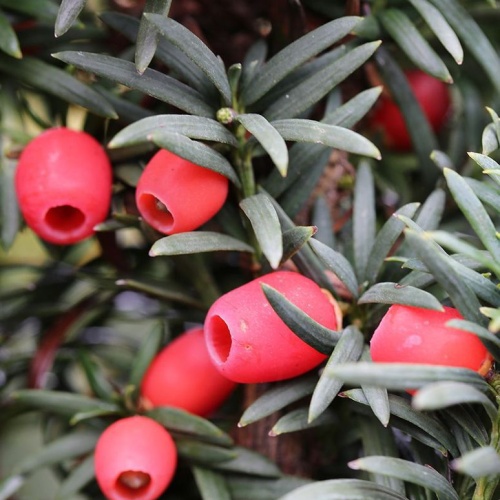 Vzrůstné jehličnany - Tis červený 'Fastigiata Robusta' výška 40/60cm, 10 litrů