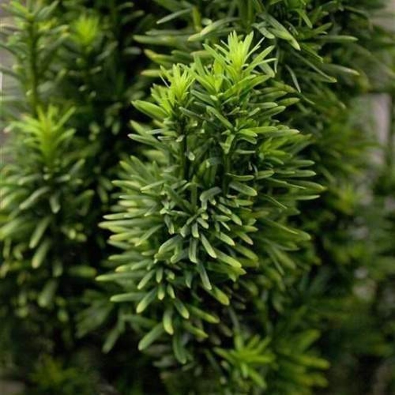 Vzrůstné jehličnany - Tis červený Fastigiata Robusta výška 80/100cm, květináč 20 litrů