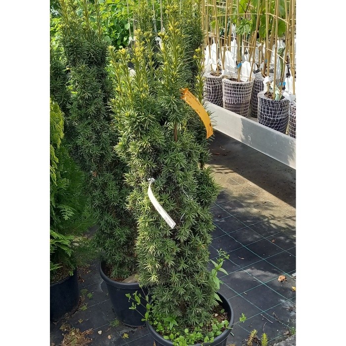 Zakrsle rostoucí jehličnany - Tis červený 'Fastigiata' výška 100/125cm, květináč 16 litrů