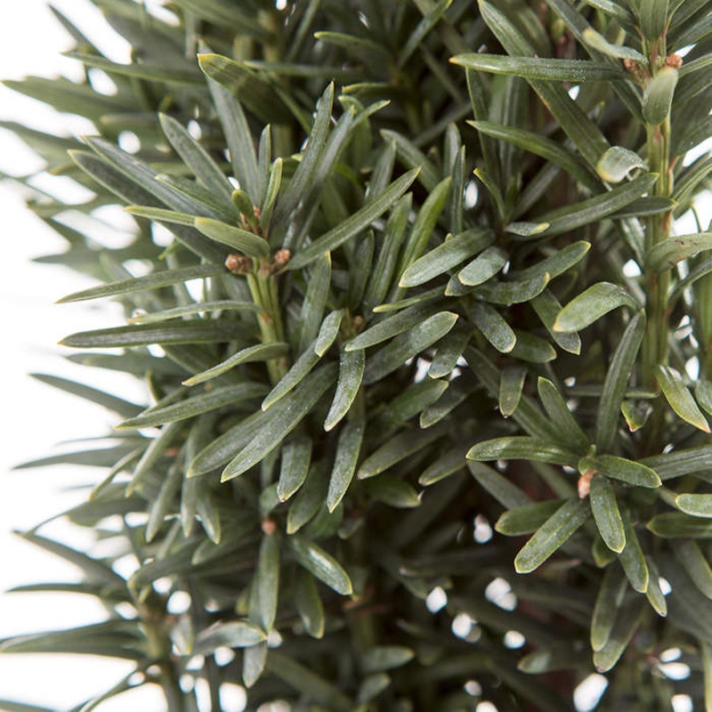 Vzrůstné jehličnany - Tis červený 'Fastigiata' výška 80/100cm, květináč 25 litrů