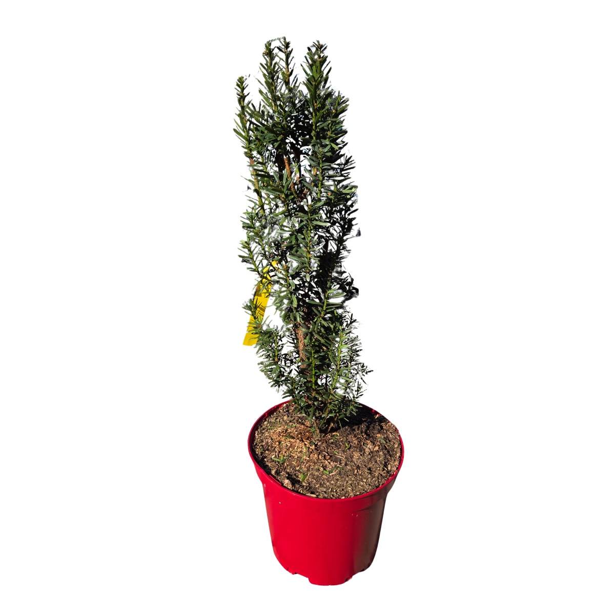 Zakrsle rostoucí jehličnany - Tis červený Green Column výška 50/60cm, květináč 10 litrů