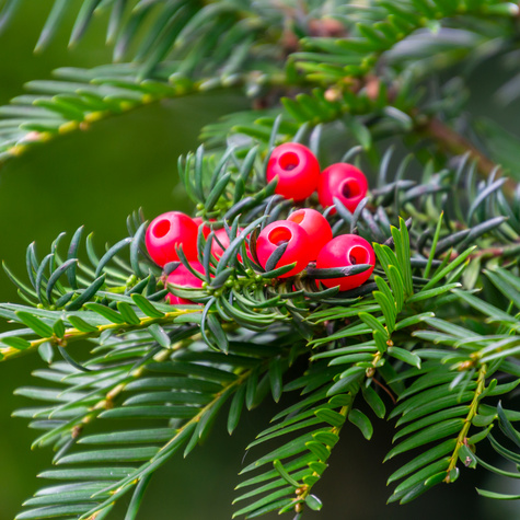 Vzrůstné jehličnany - Tis červený květináč 2 litry, výška 20/30cm, keř