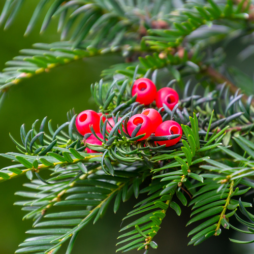 Vzrůstné jehličnany - Tis červený květináč výška 125/150cm, květináč 25 litrů