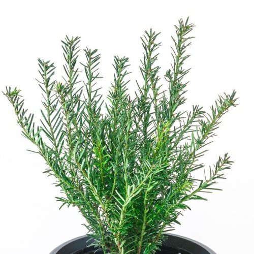 Zakrsle rostoucí jehličnany - Tis červený 'Renke's Kleiner Grüner' květináč 0,5 litru, výška 15/20cm, keř