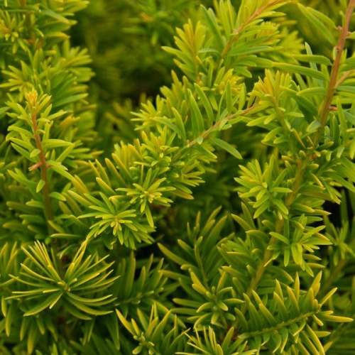 Vzrůstné jehličnany - Tis červený 'Semperaurea' 2 litry, keř