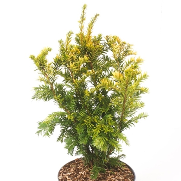 Tis červený 'Semperaurea' 2 litry, keř-0