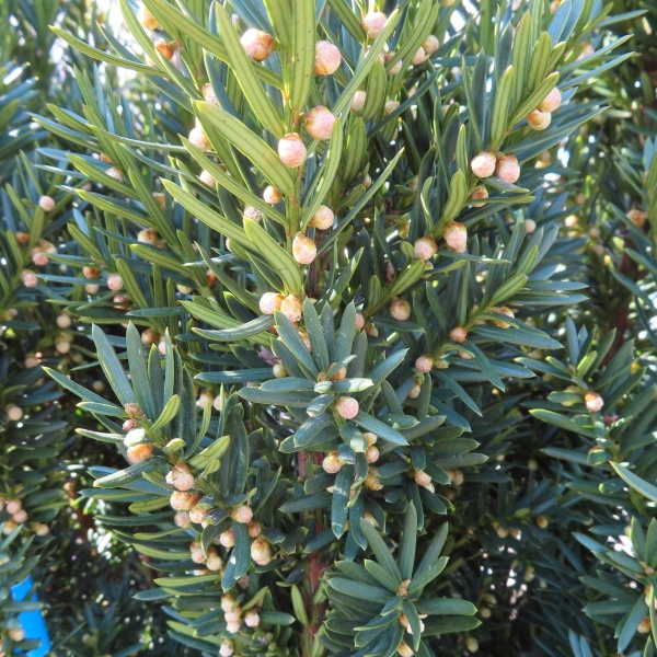 Vzrůstné jehličnany - Tis prostřední 'Hilli' květináč 35 litrů, výška 80/100cm, keř