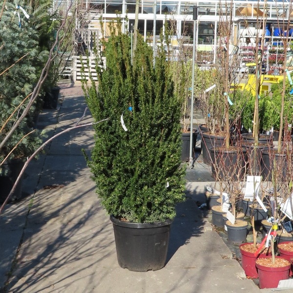 Tis prostřední 'Hilli' květináč 35 litrů, výška 80/100cm, keř-0