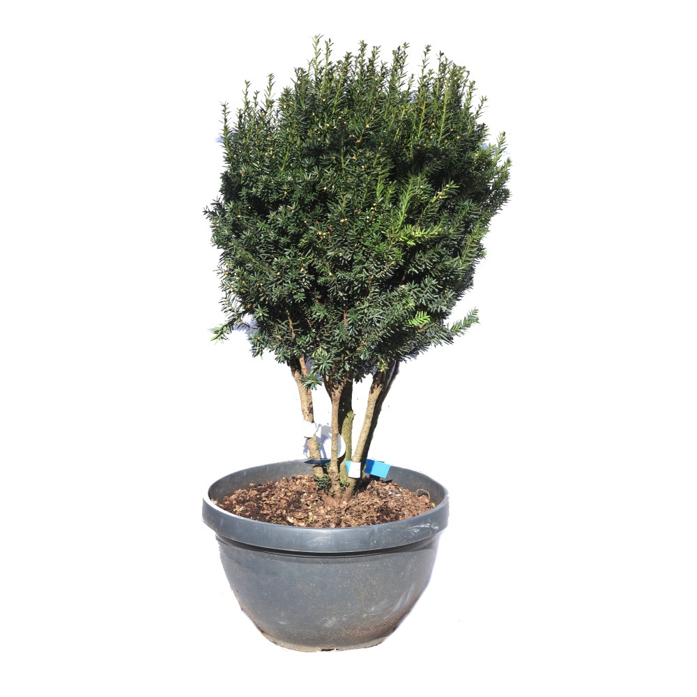 Zakrsle rostoucí jehličnany - Tis prostřední Hillii květináč 23 litrů, vícekmen