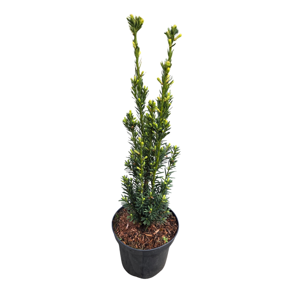 Zakrsle rostoucí jehličnany - Tis prostřední Hillii výška 40/60cm, květináč 2 litry