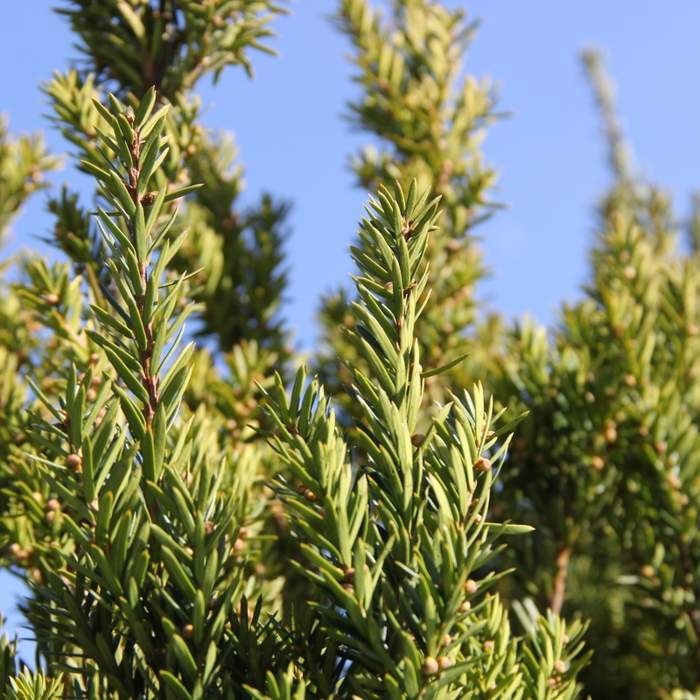 Zakrsle rostoucí jehličnany - Tis prostřední 'Hillii' výška 50/60cm
